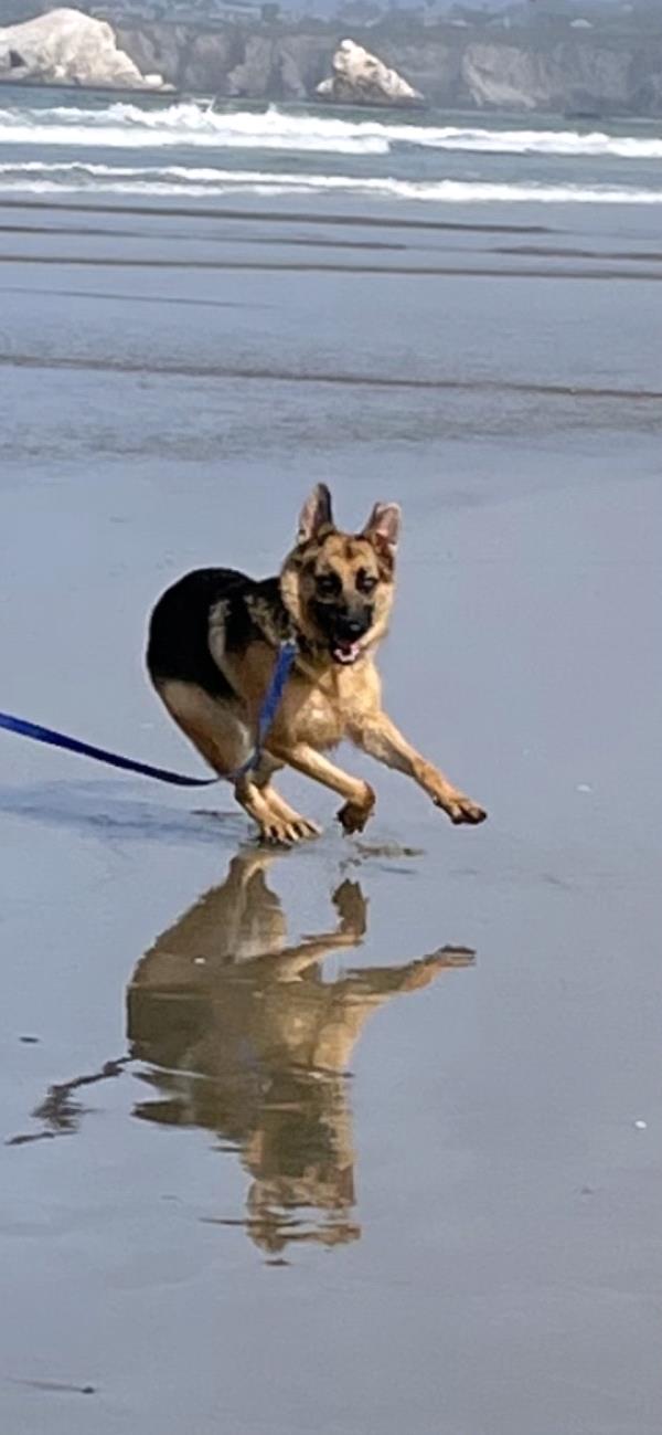 /Images/uploads/International Guiding Eyes Inc/gdapawsitivitycalendar/entries/20789thumb.jpg